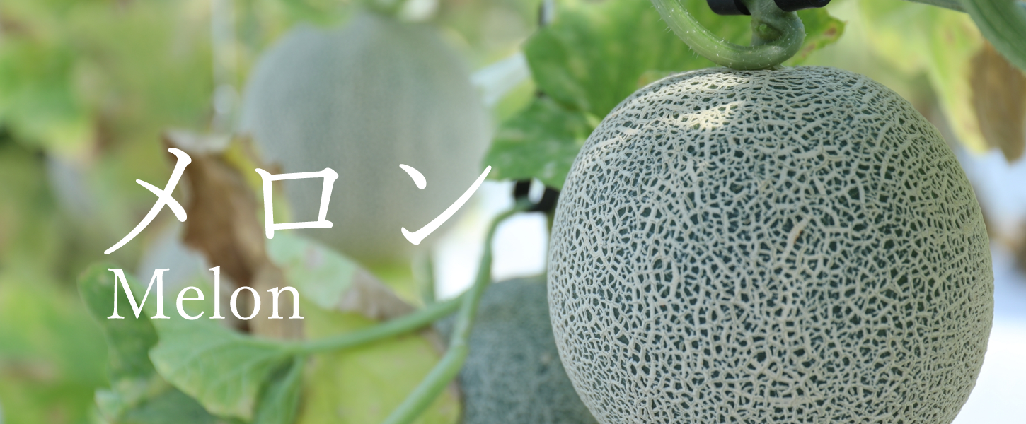 メロン melon
